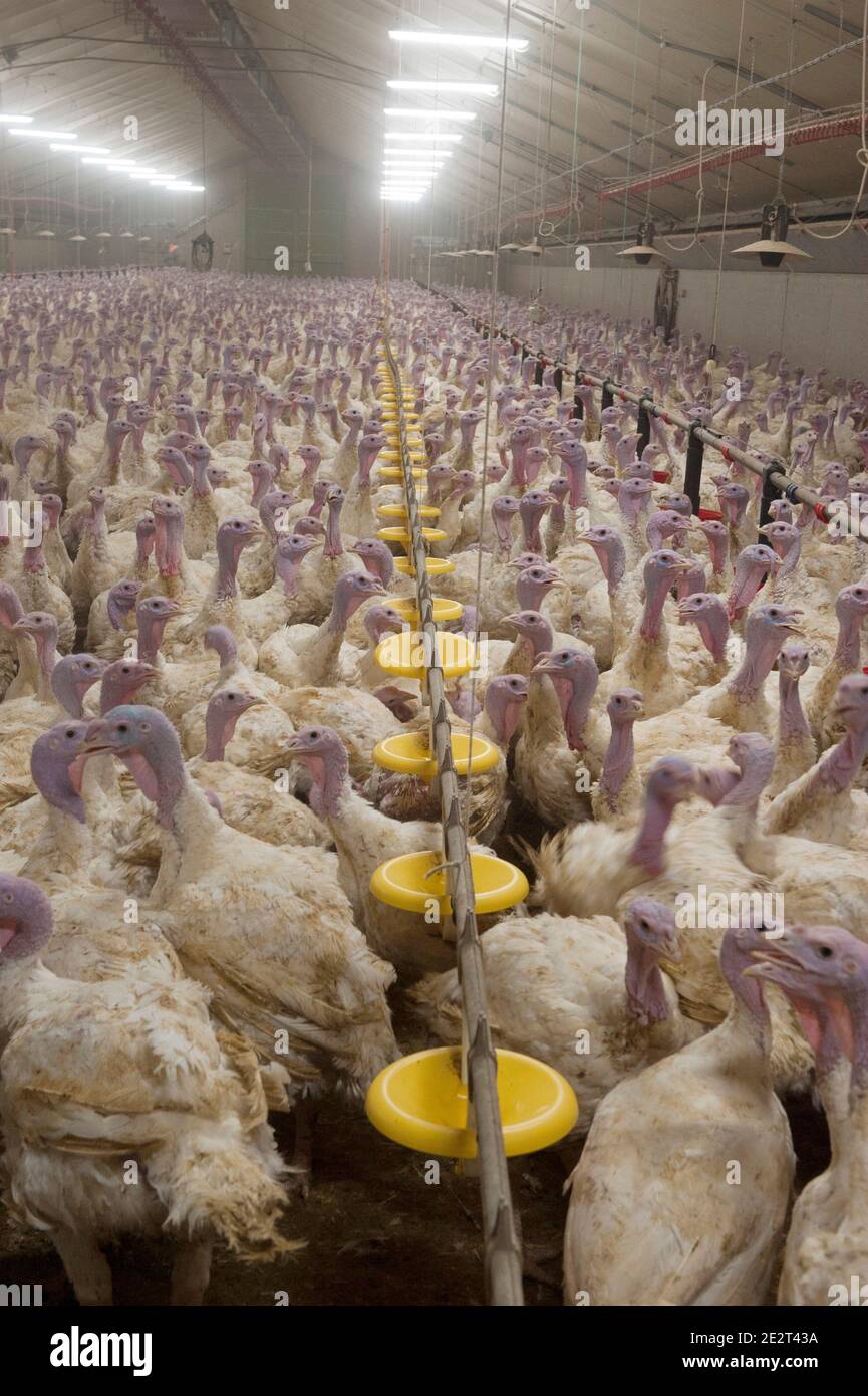 Intensive turkey breeding in Vignoc (Brittany, north-western France ...