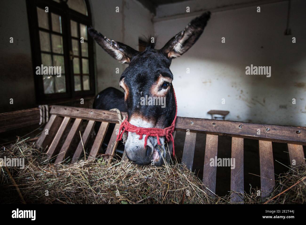 Donkey In Stable High Resolution Stock Photography and Images Alamy