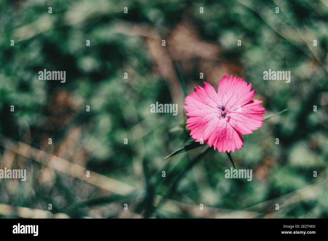 a single small dianthus flower in a field Stock Photo