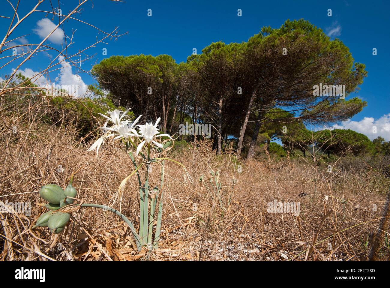 Sea daffodil (Pancratium maritimum) in the dunes on the Lacona beach, Elba Island, Tuscany, Italy Stock Photo