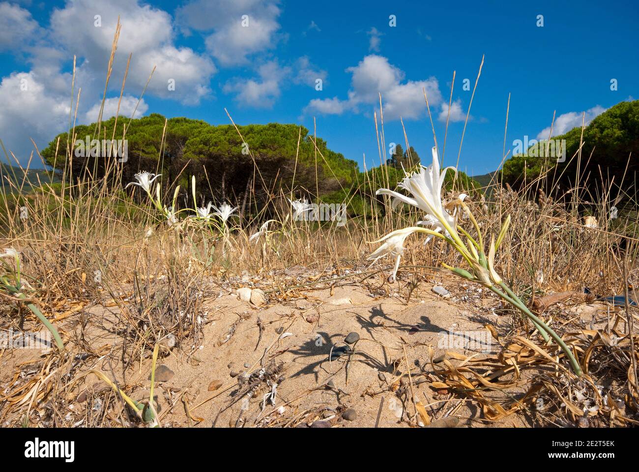 Sea daffodil (Pancratium maritimum) in the dunes on the Lacona beach, Elba Island, Tuscany, Italy Stock Photo
