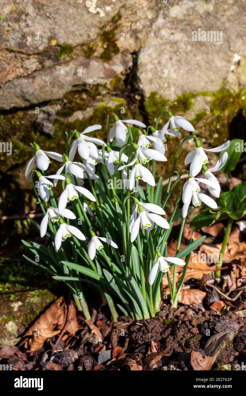 Snowdrops (galanthus) an early winter spring flowering  bulbous plant with a white springtime flower which opens in January and February, stock photo Stock Photo