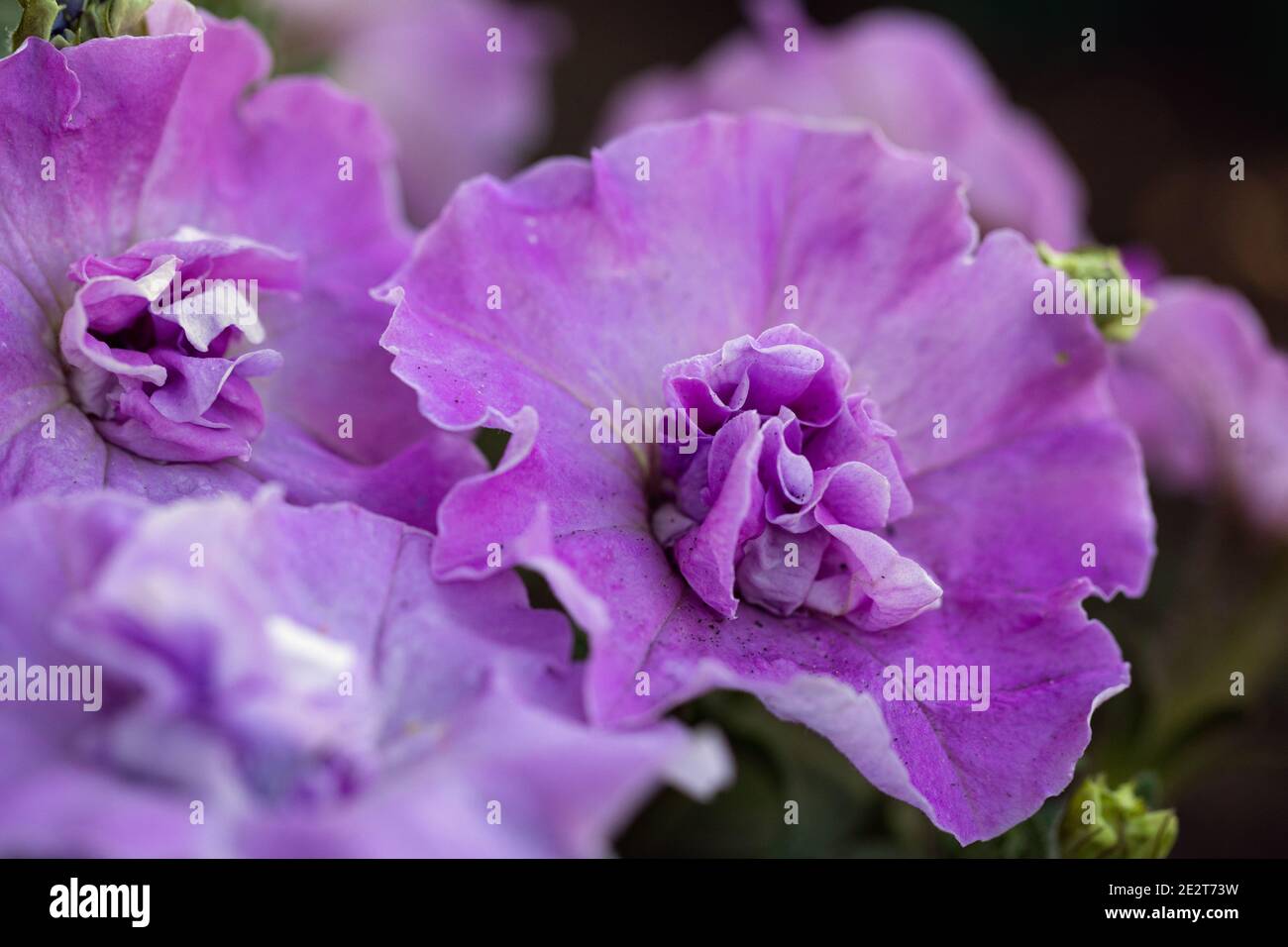 lavender multi-flowered terry petunia flowers close up view. Stock Photo