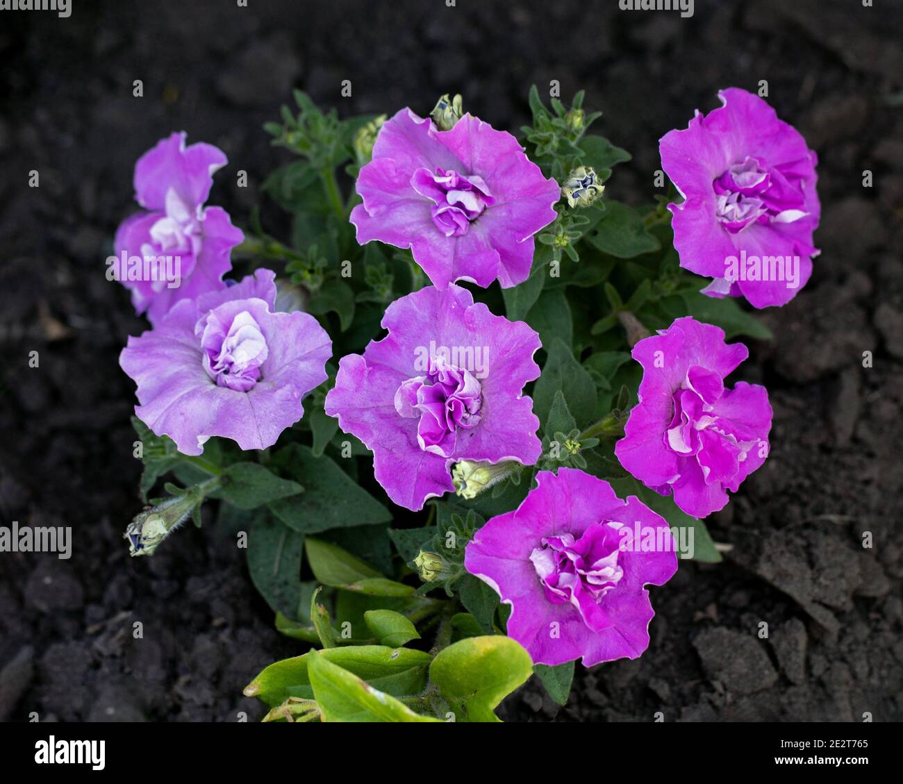 Flowerbed with multiflora petunia flowers with blooming pink petals Stock Photo