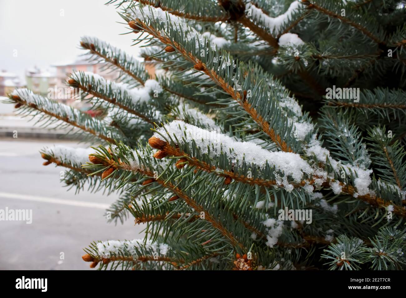 Snow on a pine tree branch. Beautiful nature background Stock Photo - Alamy