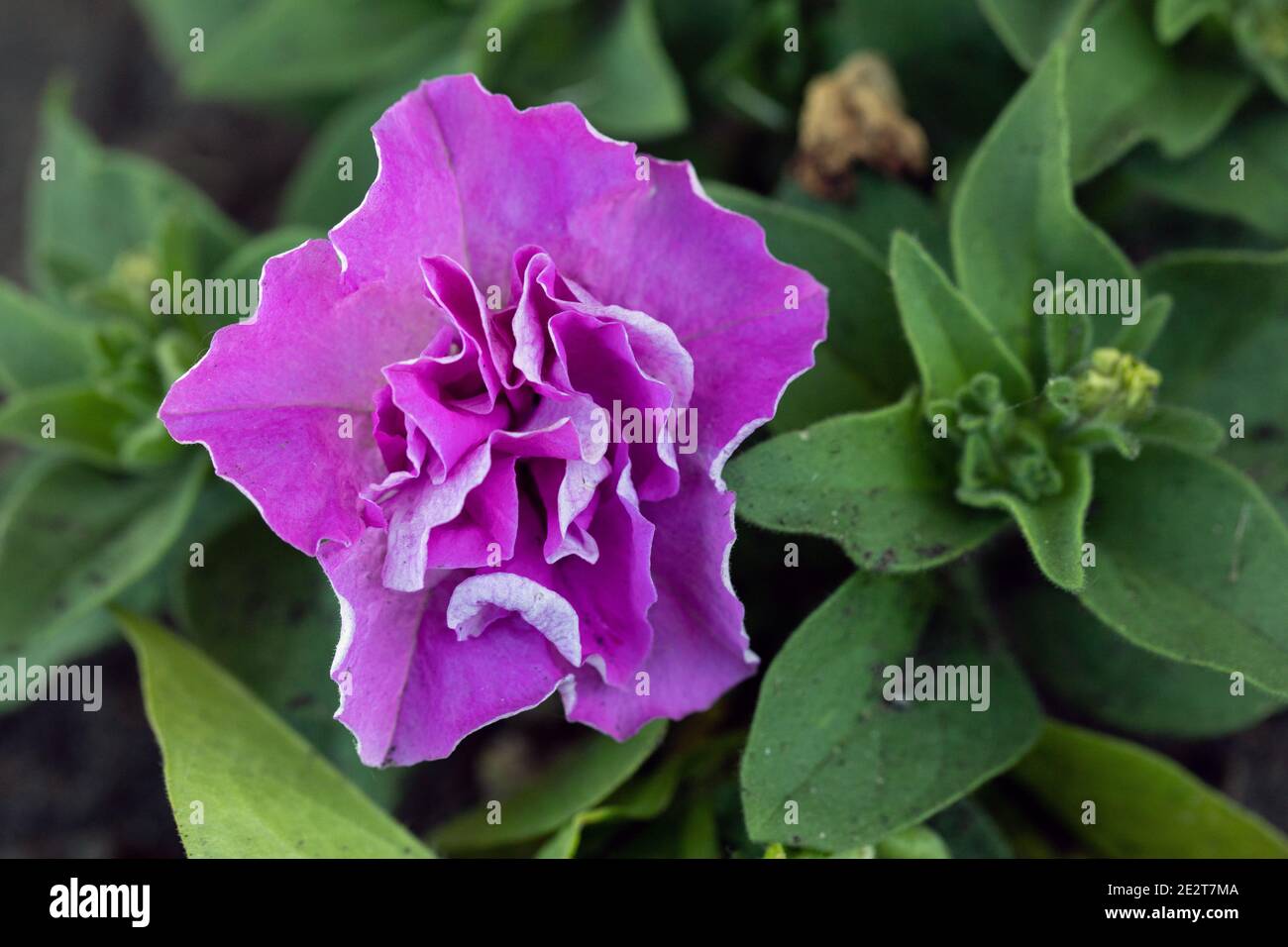 Pink double-flowered petunia hybrid on green blur background, top view Stock Photo