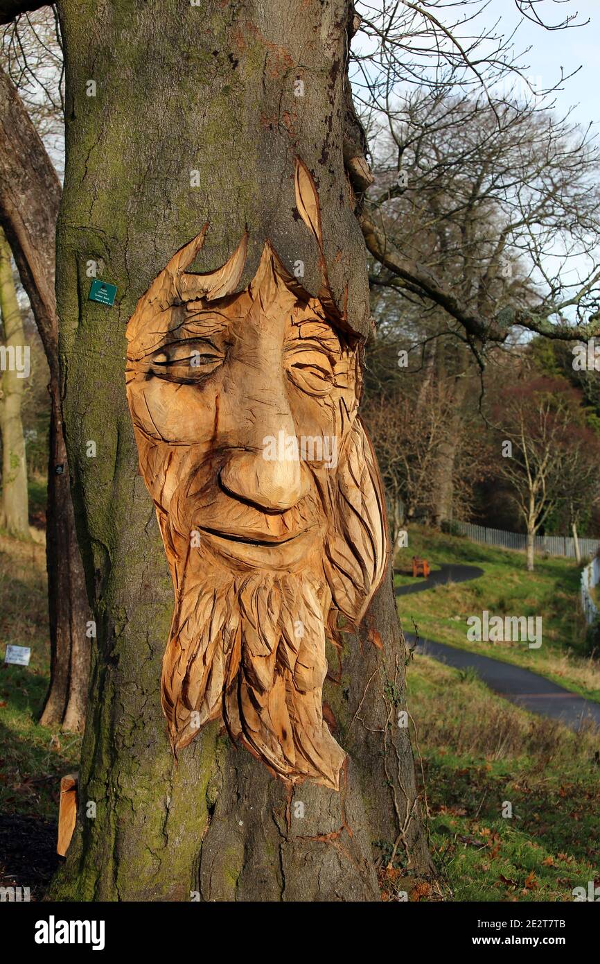 Tree carving of a bearded face in a tree trunk Stock Photo