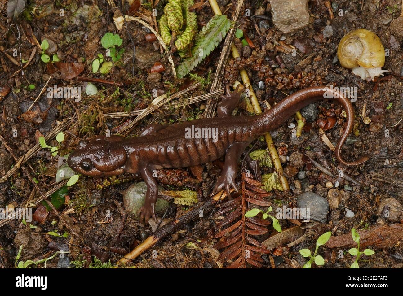 A chcolate brown adult of the Northwestern salamander, Ambystoma gracile Stock Photo