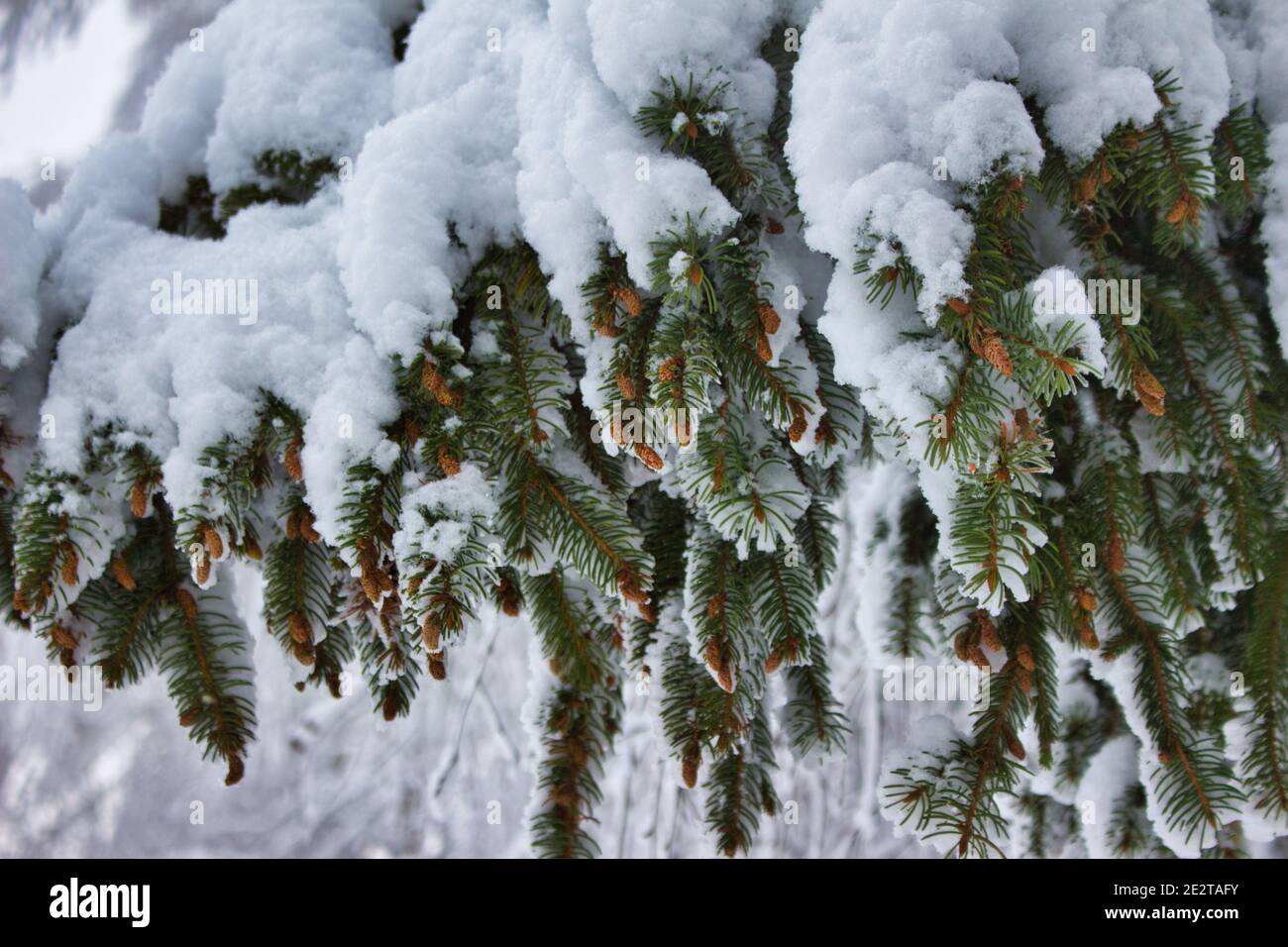 Winter fir cones outside hi-res stock photography and images - Alamy