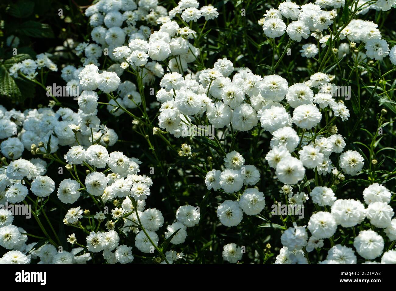 Iberis sempervirens white flowering plant. Spring white Iberis flower Stock Photo