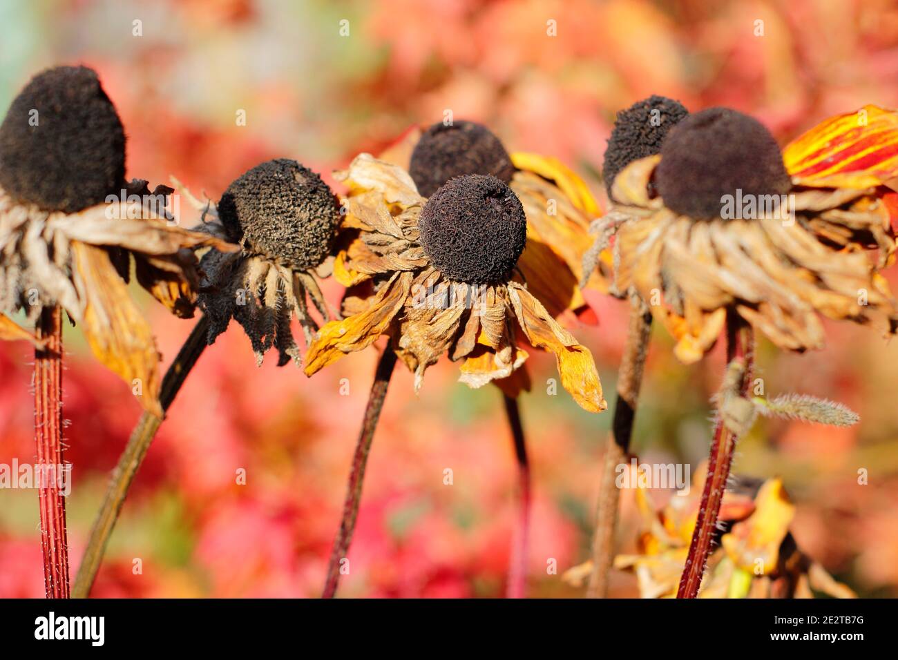 Rudbeckia seed heads in an autumn garden. Rudbeckia hirta. UK Stock Photo