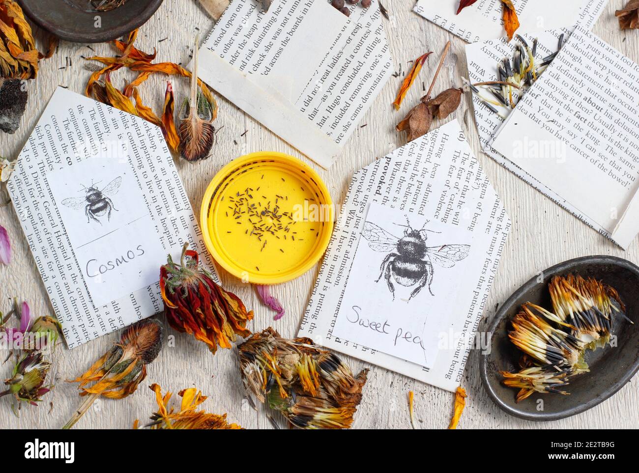 Saving flower seeds in envelopes. Saving seed from the pods and dried flower heads of sweet pea, marigold, aquilegia, cosmos and rudbeckia. UK Stock Photo