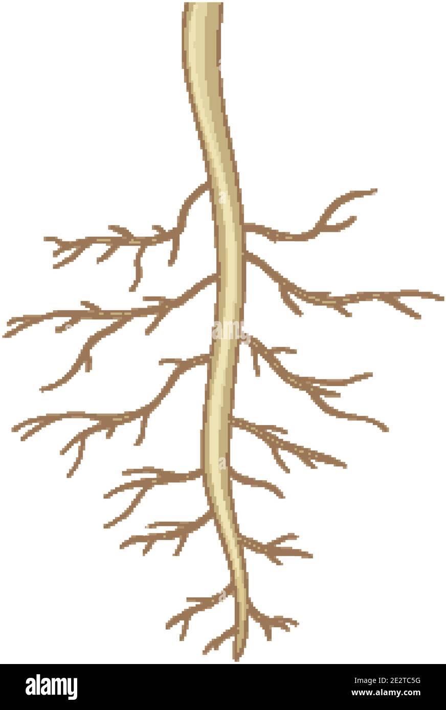 Close up of plant roots isolated on white background illustration Stock