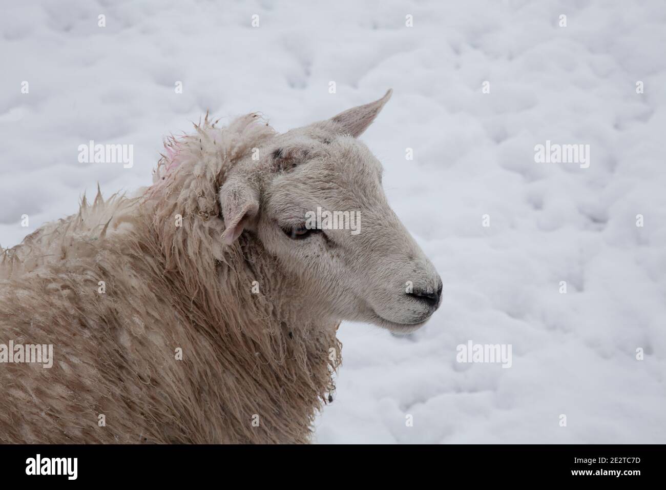 Head and shoulders close up of a single sheep Ovis aries in a snow covered field during winter in West Yorkshire Stock Photo