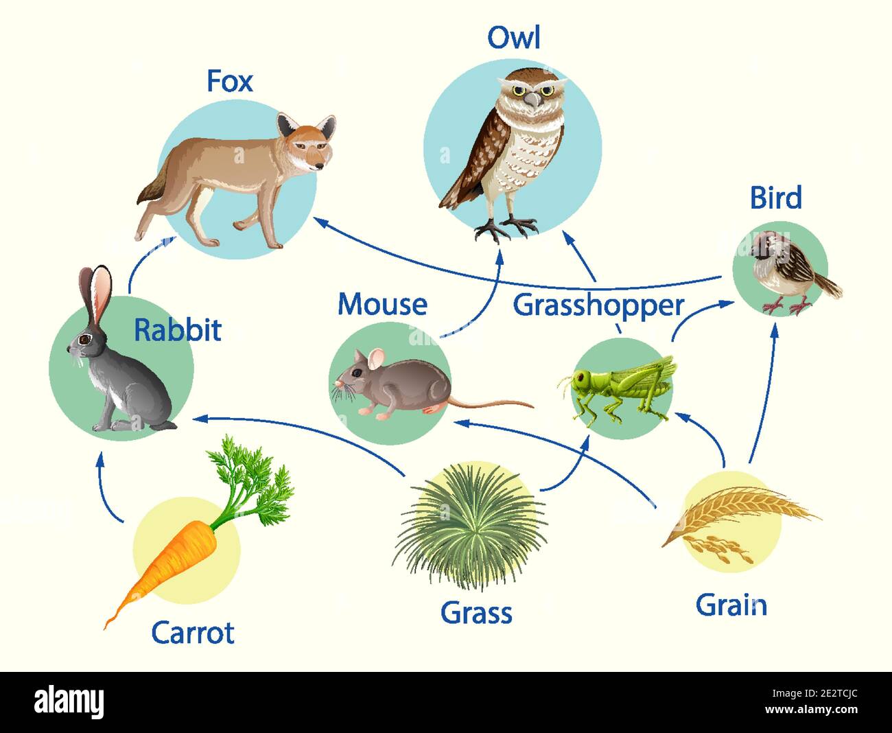 Education poster of biology for food chains diagram illustration Stock  Vector Image & Art - Alamy