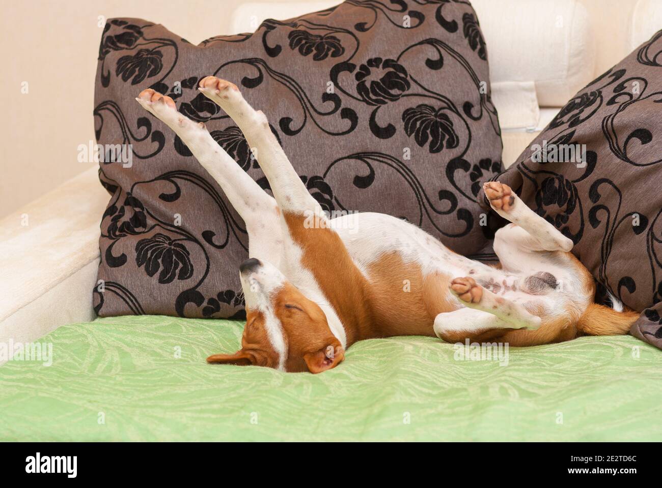 dog sofa next