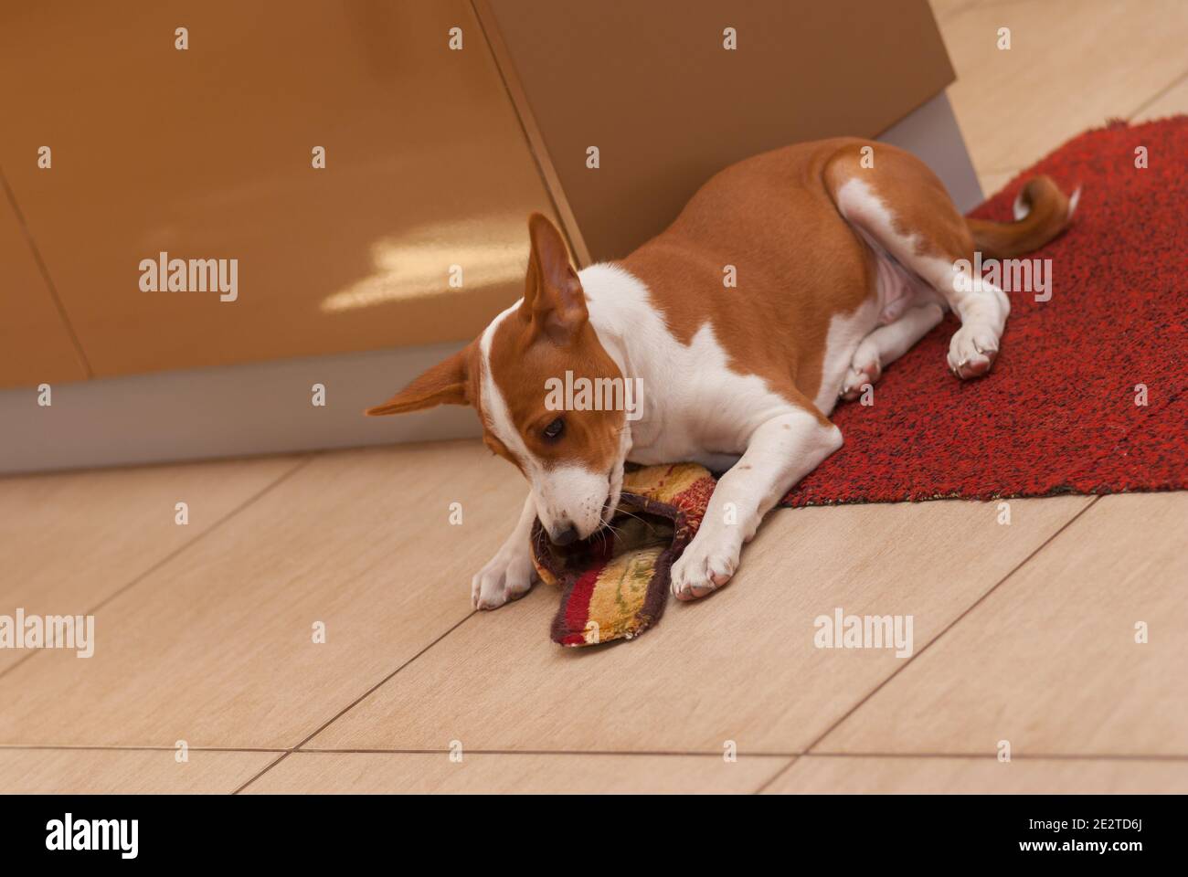 Little basenji puppy lying on the floor and playing with master slipper being home alone Stock Photo