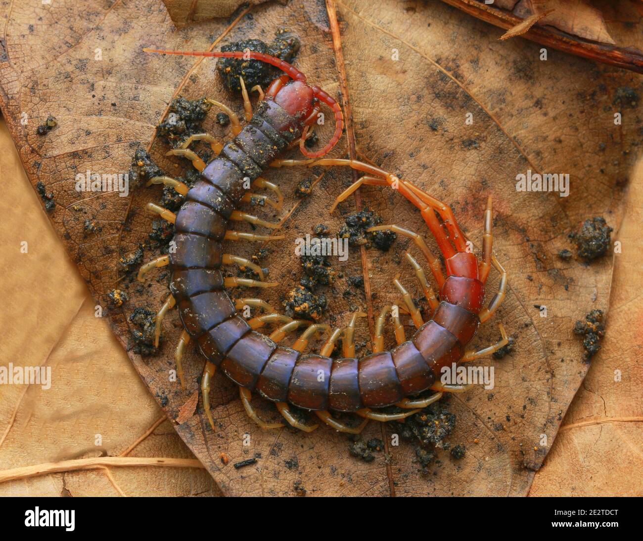 Red headed centipede Otostigmus, Chilopoda, with many legs Stock Photo