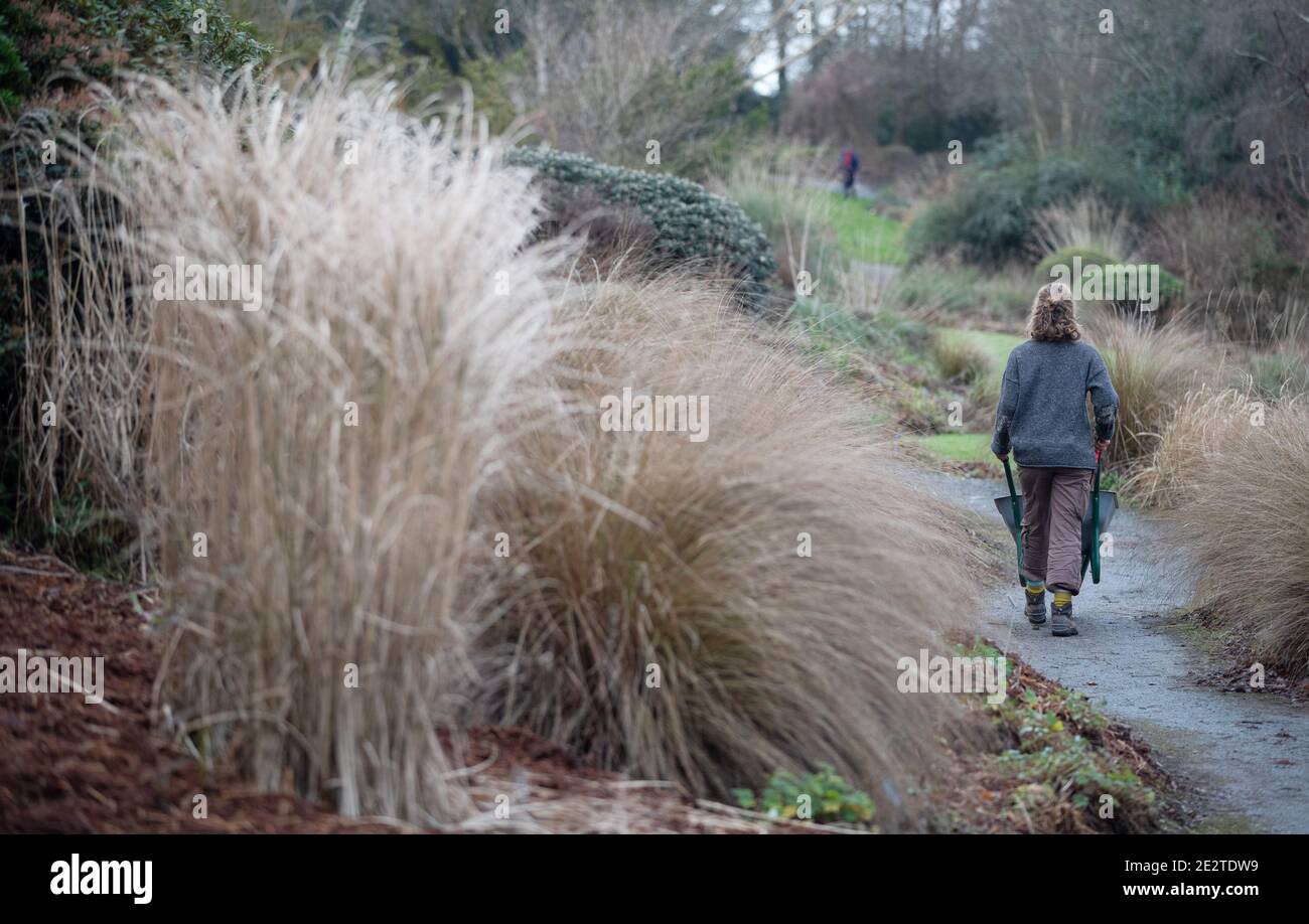 A Gardener Pushes A Wheelbarrow Along A Path On The Opening Day Of The Garden House Snowdrop Festival In Yelverton Devon Stock Photo Alamy