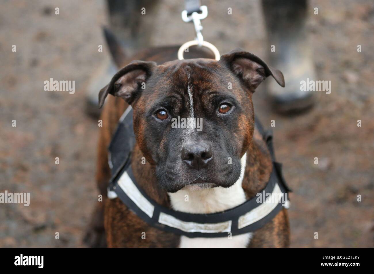 Staffordshire Bull Terrier dog UK Stock Photo Alamy