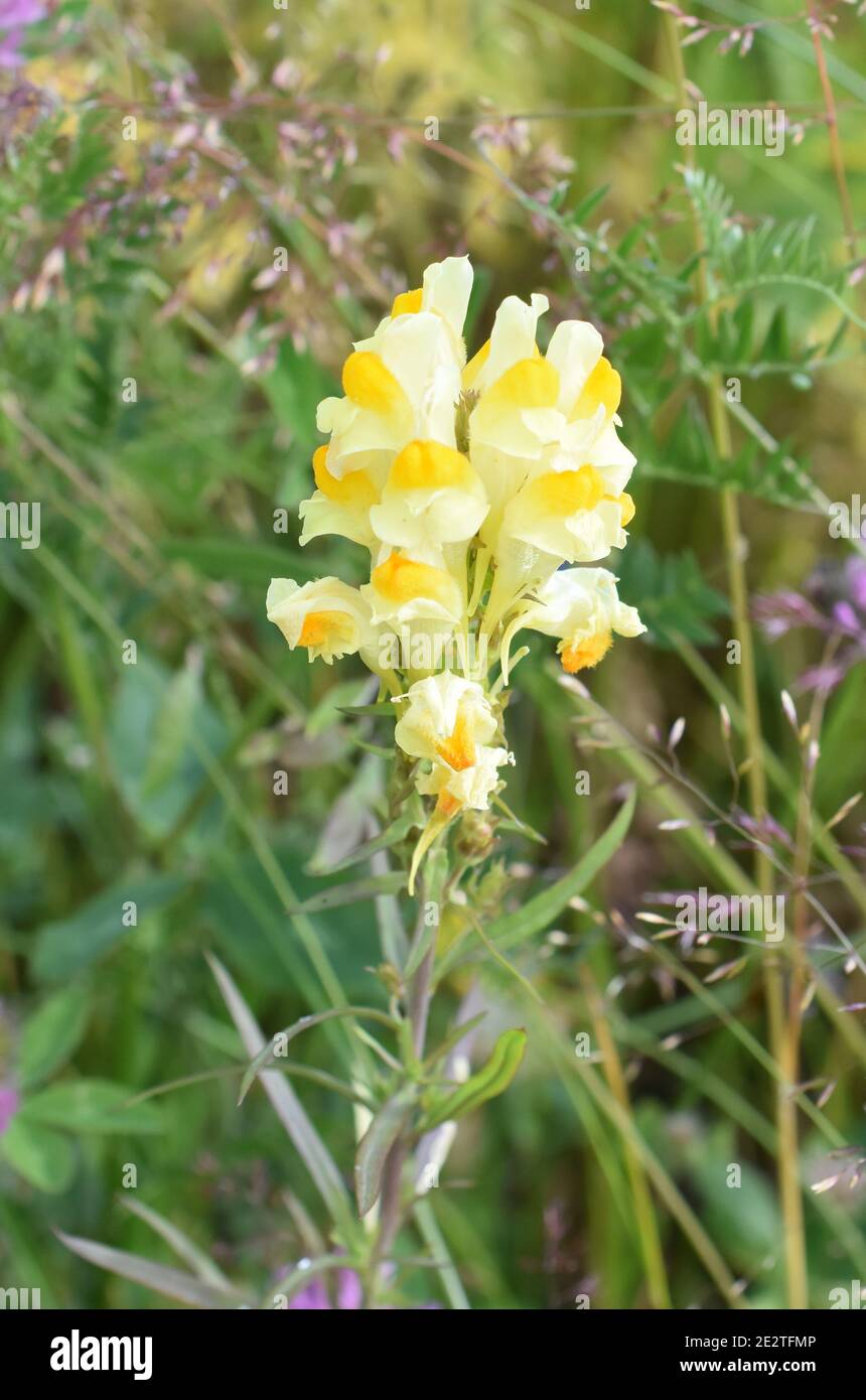 Common toadflax plant Linaria vulgaris flowering with yellow flowers Stock Photo