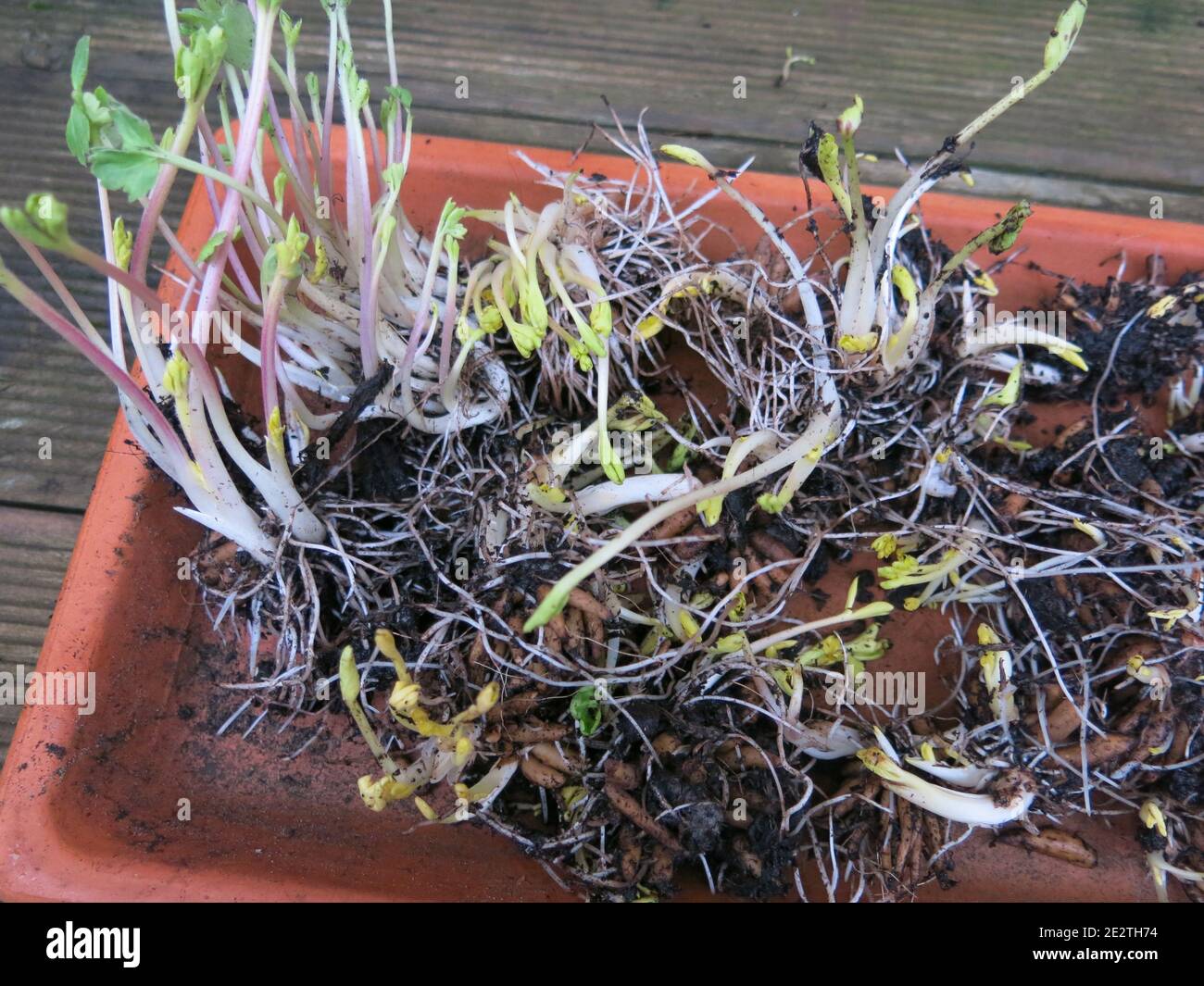 Springtime planting in the green; closeup of a tray of ranunculus