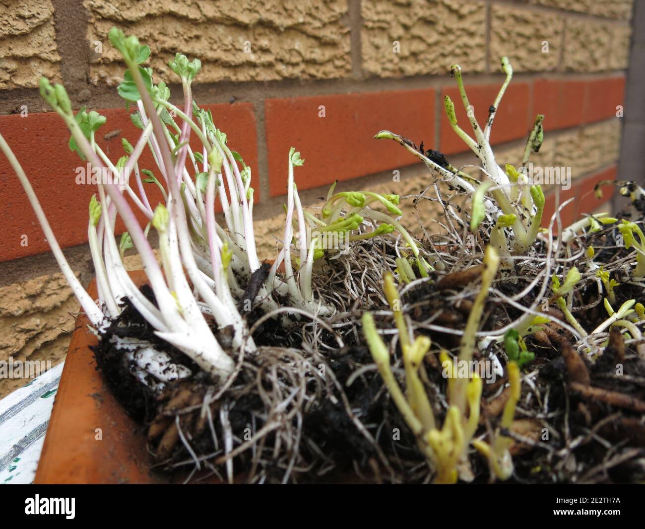 Spring-time planting in the green; close-up of a tray of ranunculus corms with shooting tips and fibrous roots, ready for planting in early spring. Stock Photo