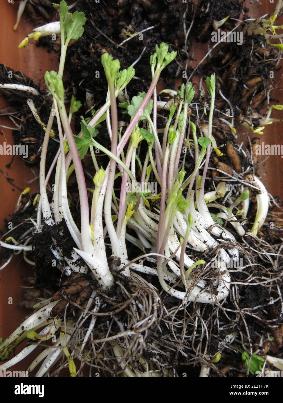 Spring-time planting in the green; close-up of a tray of ranunculus corms with shooting tips and fibrous roots, ready for planting in early spring. Stock Photo