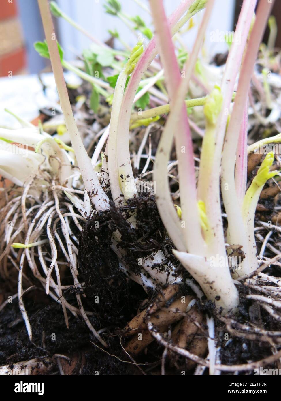 Springtime planting in the green; closeup of a tray of ranunculus