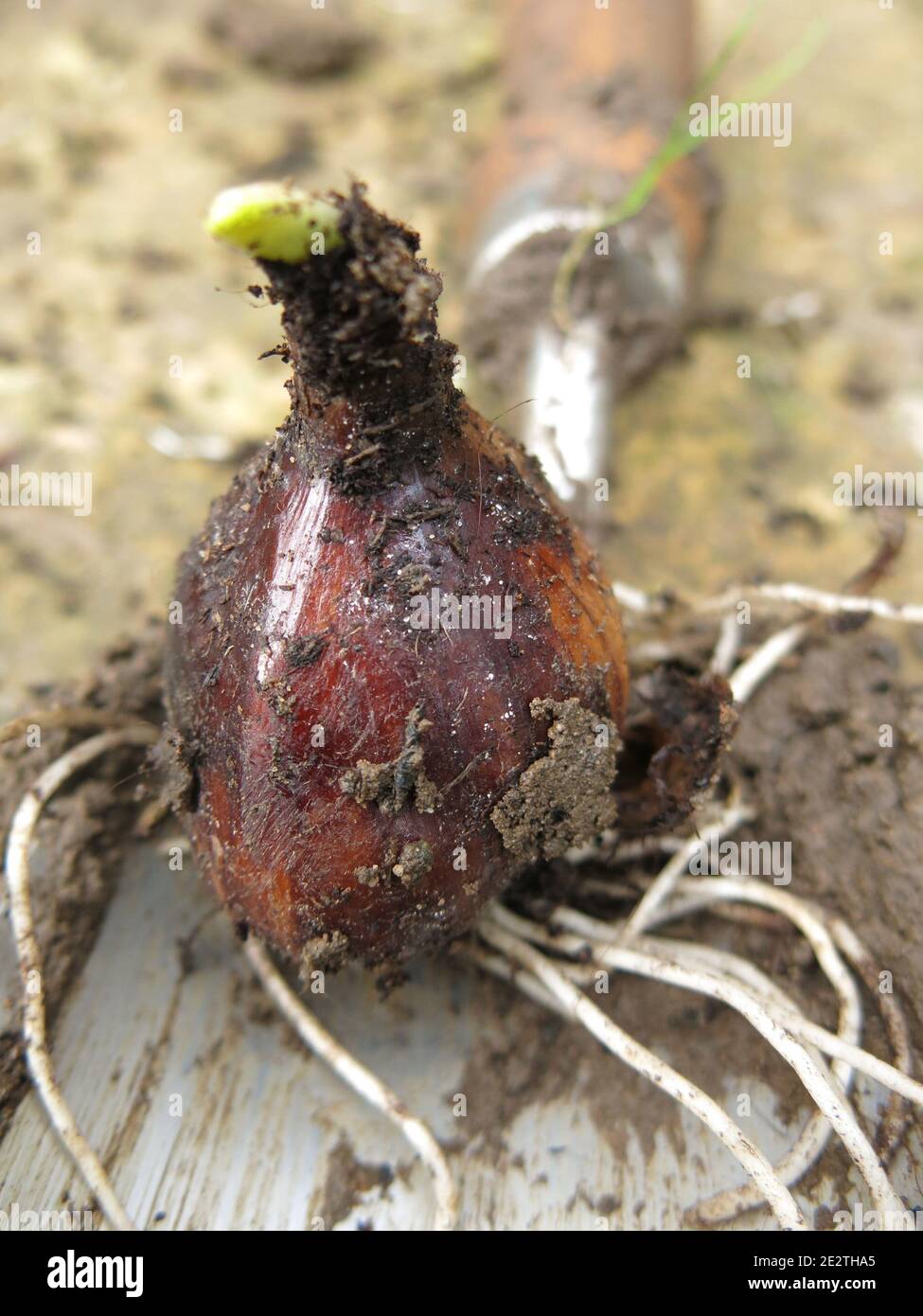 Beeds stock photo. Image of root, cook, group, heap, bulbous - 44477972