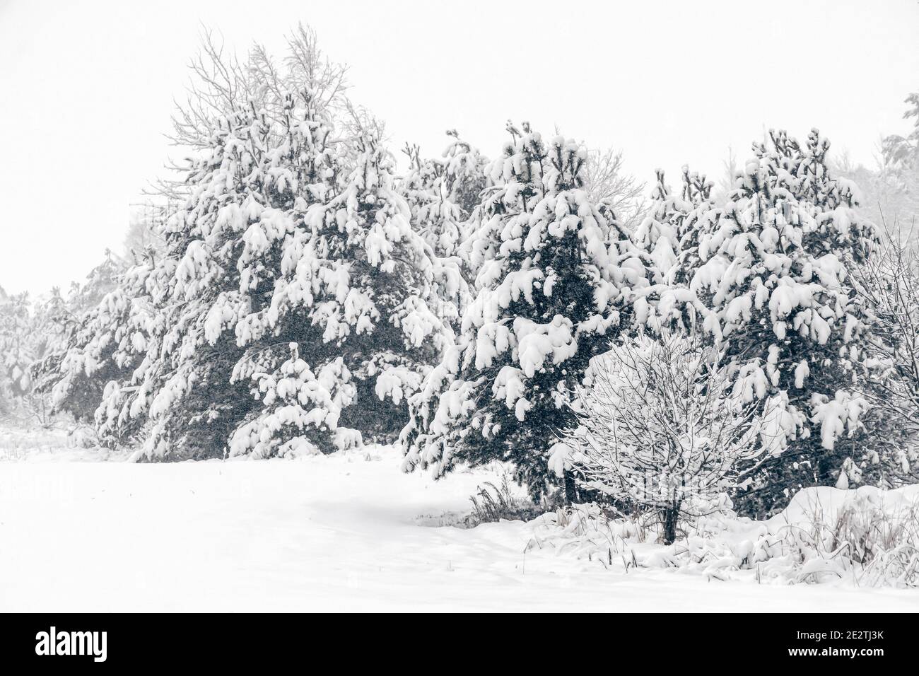 Pine Forest In Winter With Lots Of Snow High Resolution Stock ...