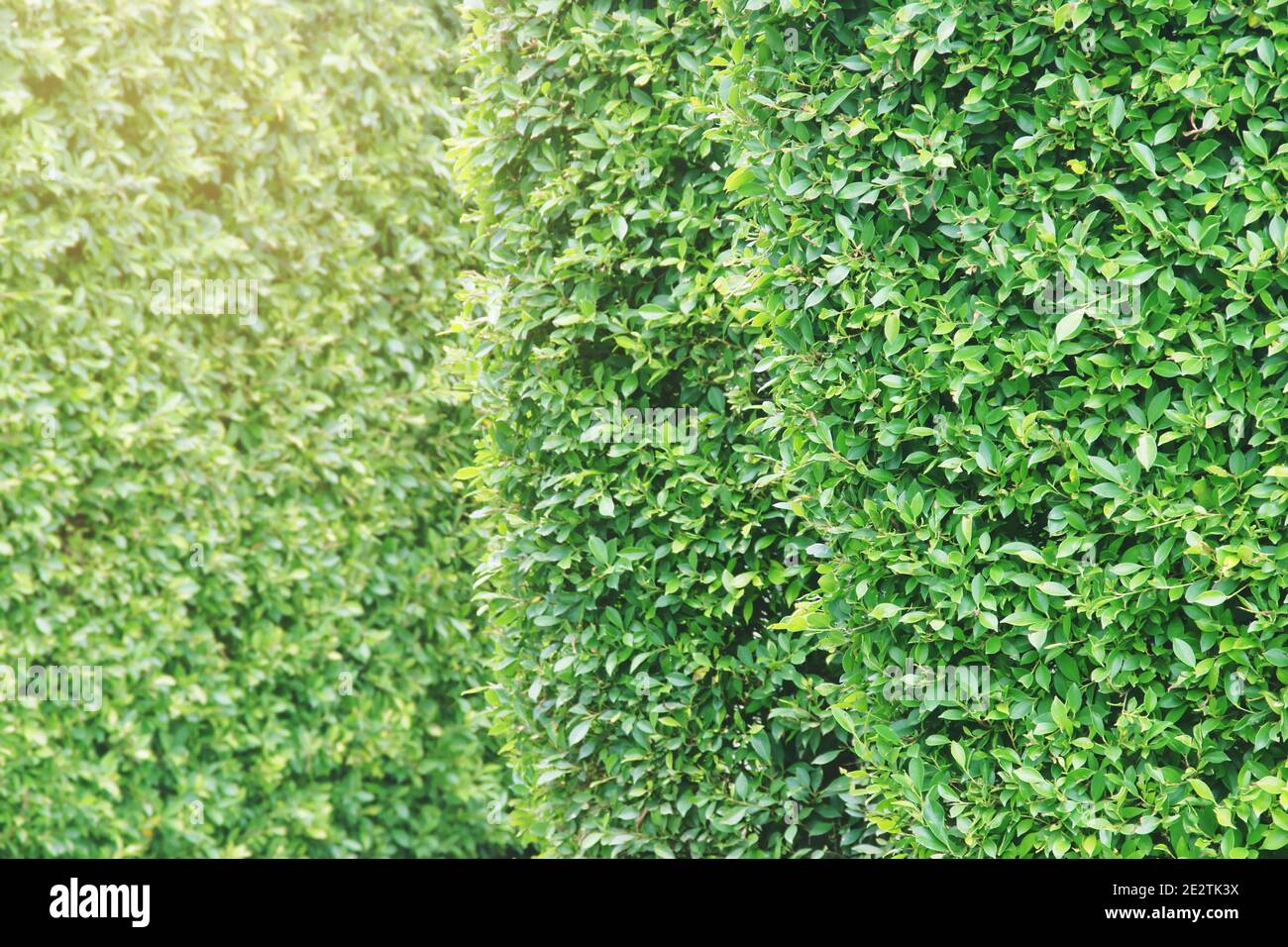 Natural Green Ficus Tree Garden Walls Stock Photo Alamy