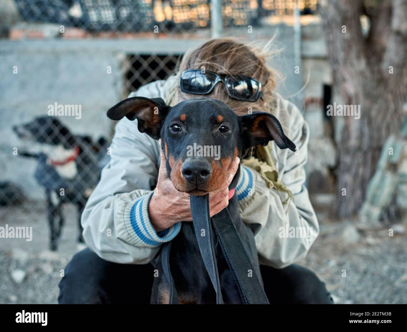 Selective focus shot of a black German Jagdterrier dog Stock Photo