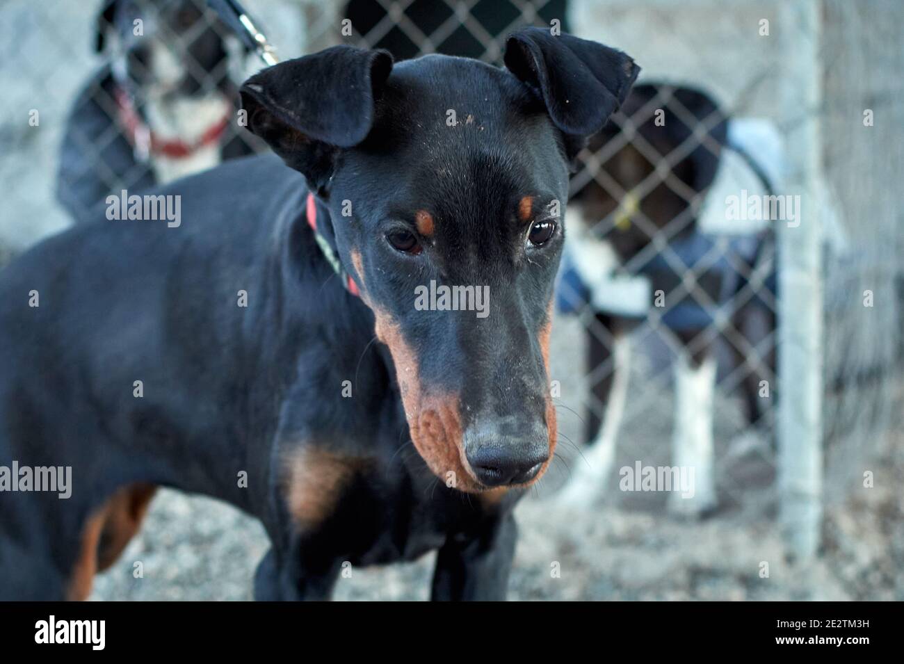 Selective focus shot of a sad, black German Jagdterrier dog Stock Photo