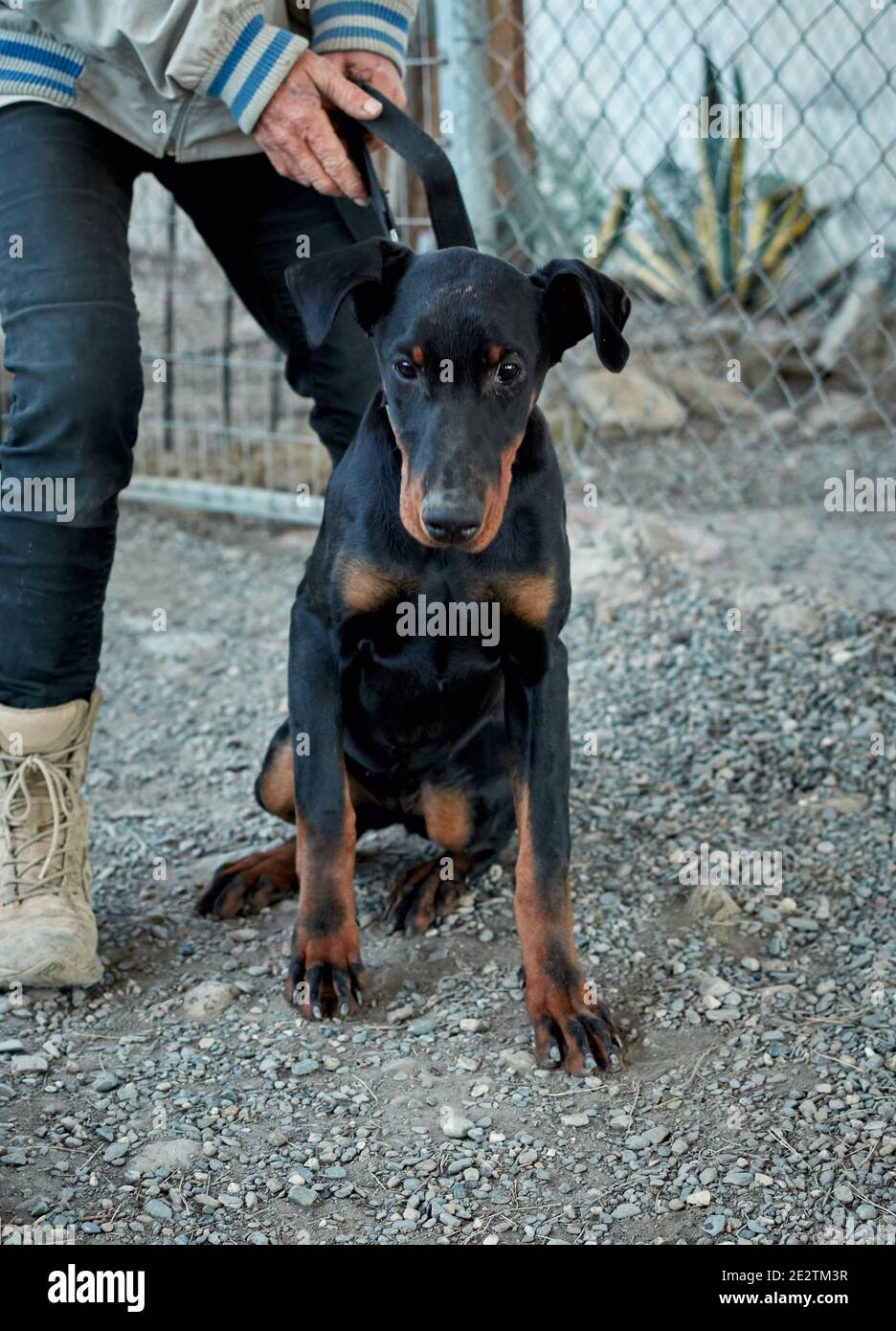 Selective focus shot of a black German Jagdterrier dog Stock Photo