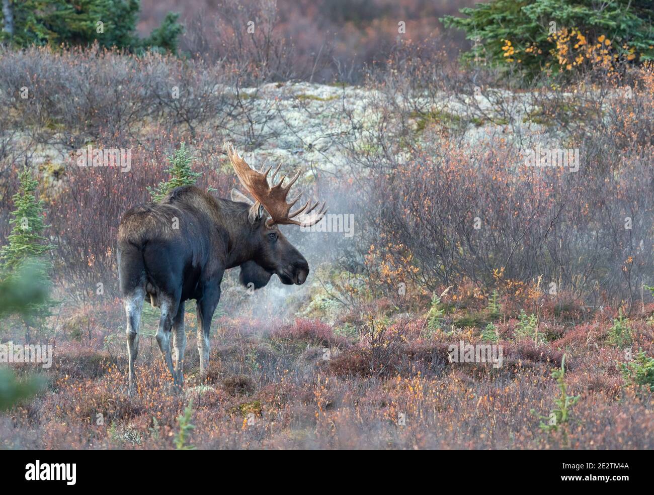 Alaska Yukon Bull Moose in Denali National Park Alaska in Auutmn Stock