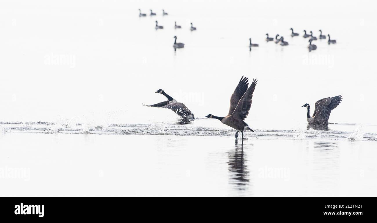 Take flight Cut Out Stock Images Pictures Alamy