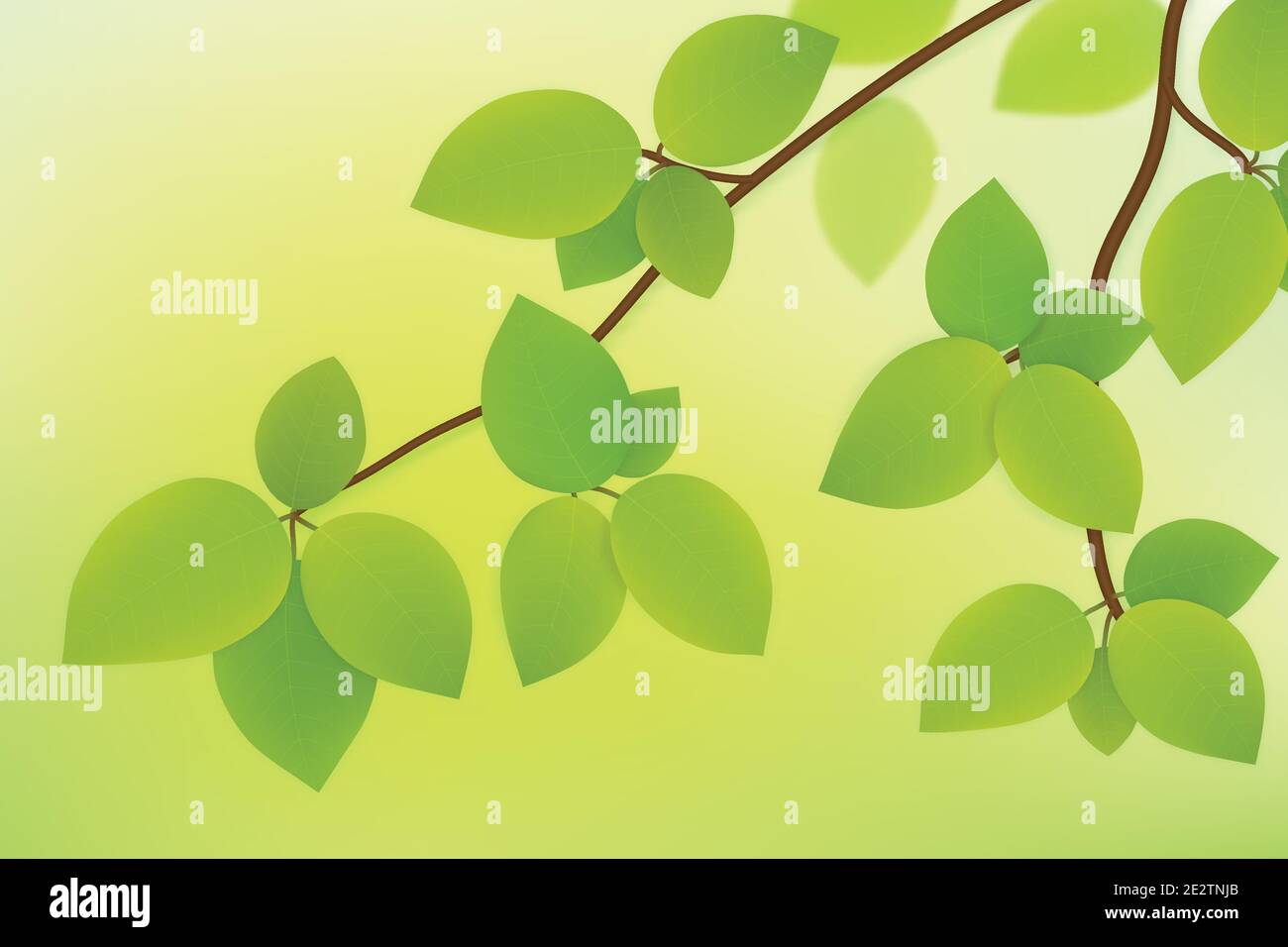 Vector green leaves on tree branch isolated on summer background Stock ...