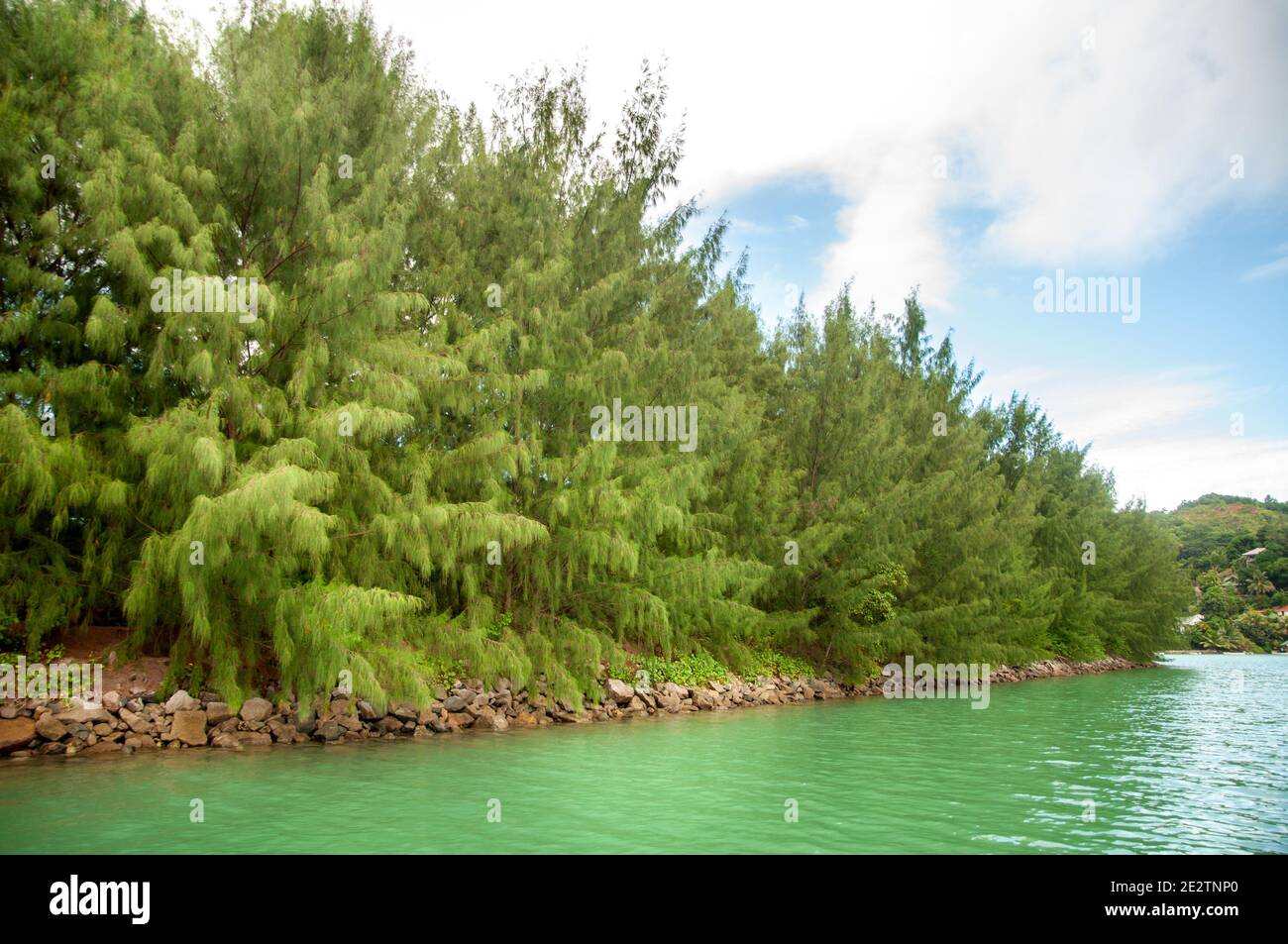 Beach Sheoak tree (Casuarina equisetifolia) on the water's edge in the river banks Stock Photo
