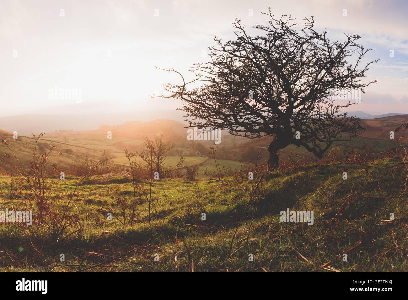 Beautiful lonely tree on foggy hi-res stock photography and images - Alamy