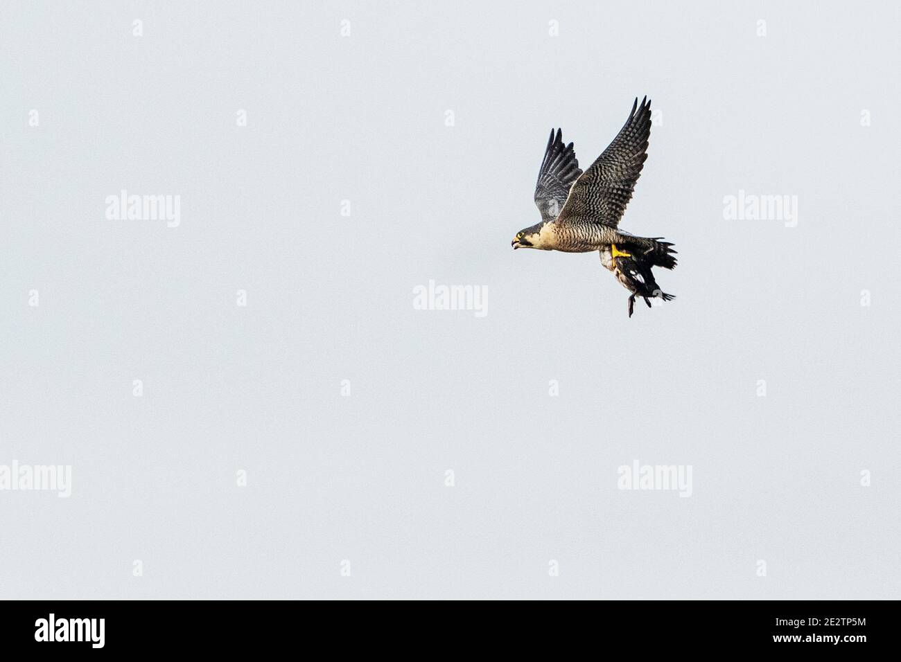 Adult peregrine falcon flight, carrying waterfowl prey Stock Photo