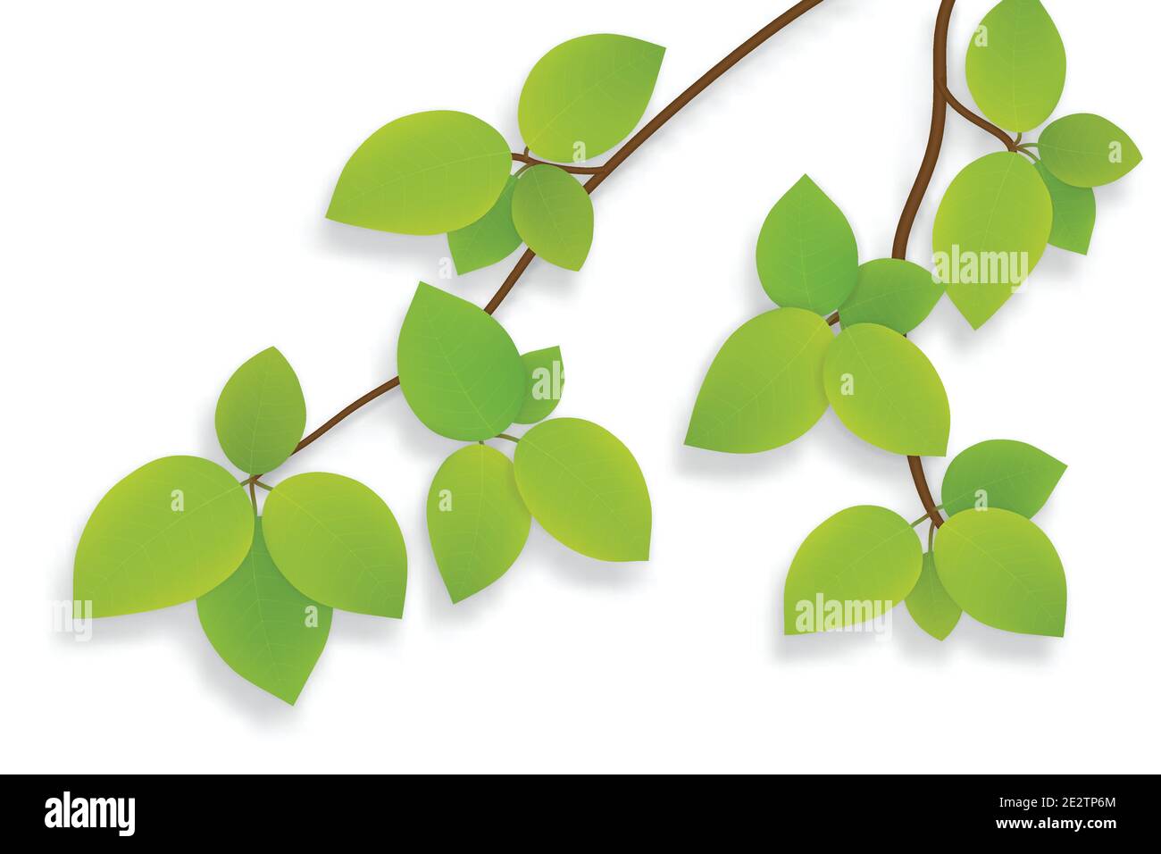 Vector green leaves on tree branch isolated on white background Stock ...