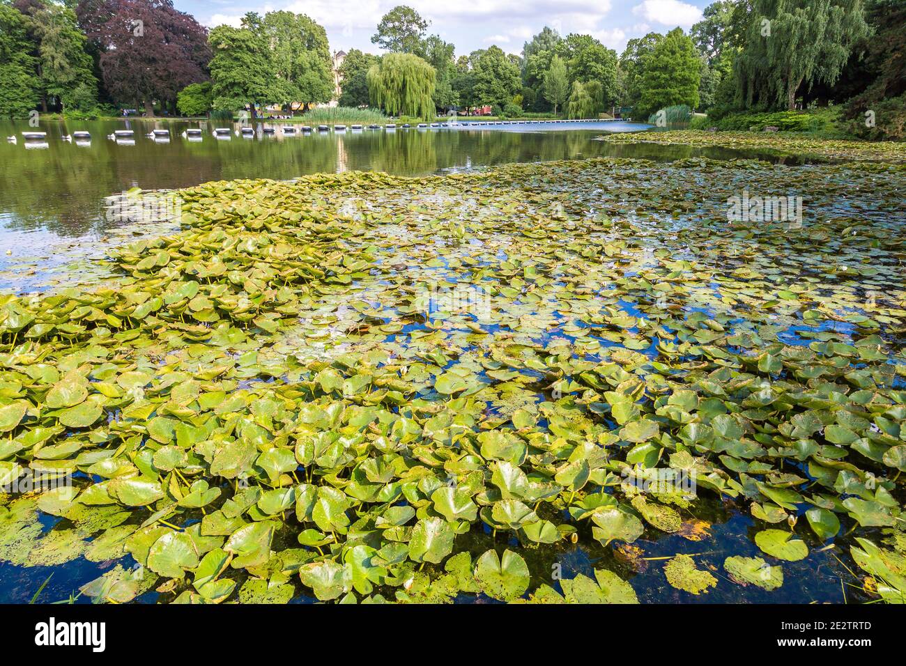 Water lily leaves on a lake in a beautiful summer day Stock Photo Alamy