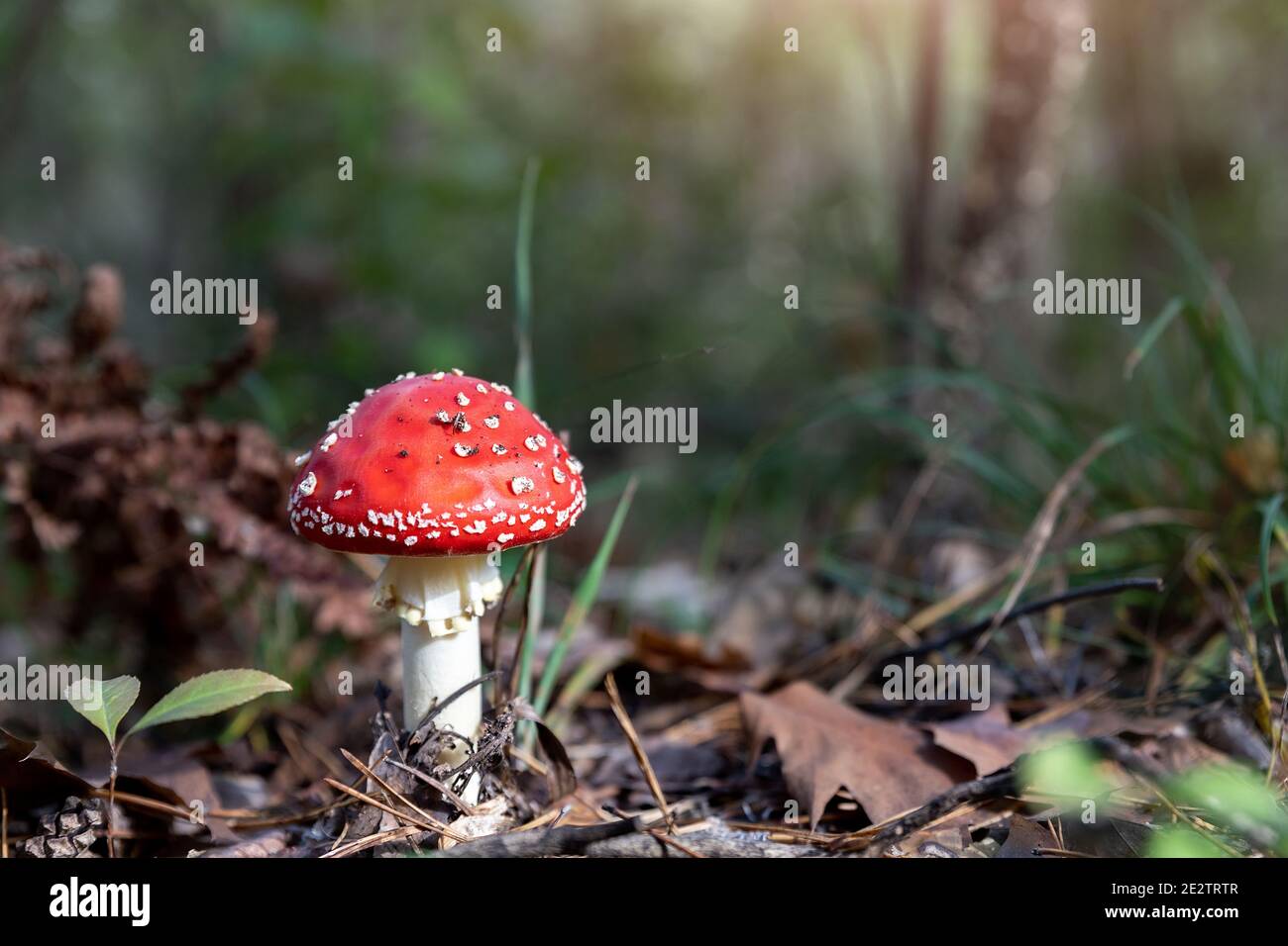 Fairy Tale Toadstool High Resolution Stock Photography And Images Alamy