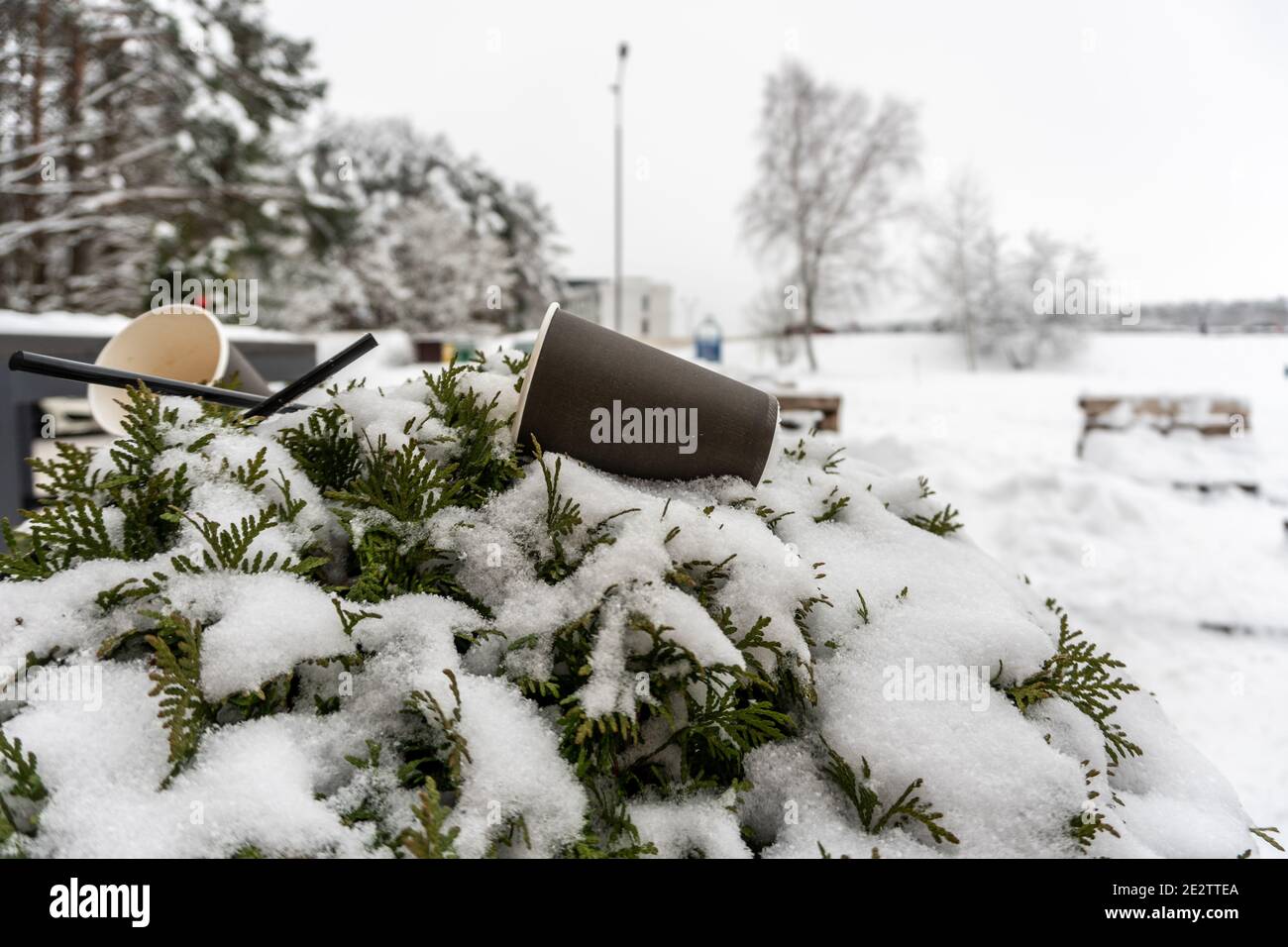 Coffee cups thrown out on green flower bed in winter, coffee straws thrown out on bush in winter next to a street cafe Stock Photo