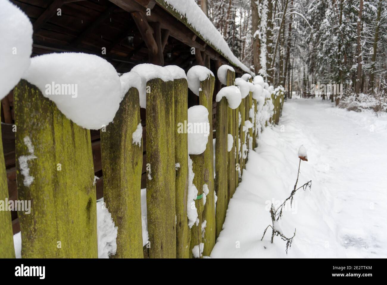Vintage wooden fence covered with moss under snow in winter forest ...