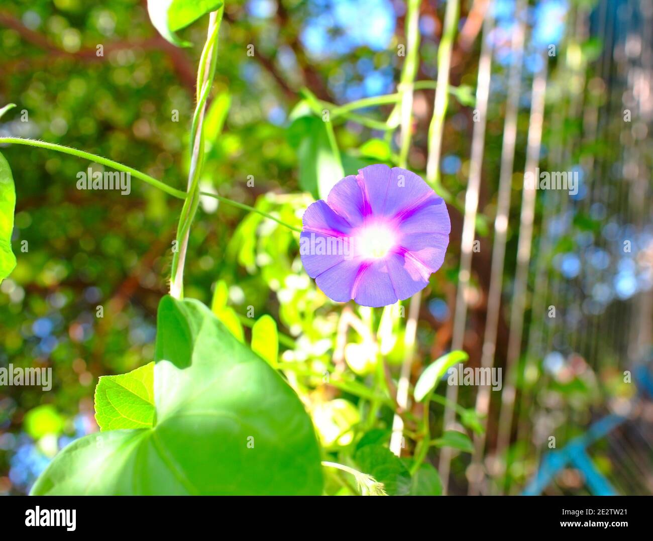 Creeping flower on the rope. Stock Photo