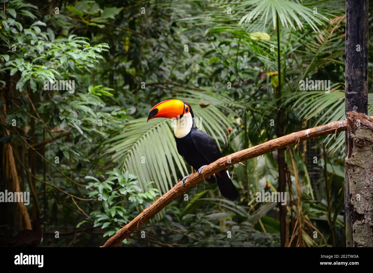 Toco toucan in Parque das Aves, Brazil Stock Photo