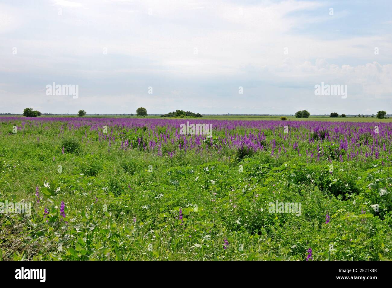 Beautiful blooming purple salvia (blue sage) flower field with cloudy sky in the background. Stock Photo