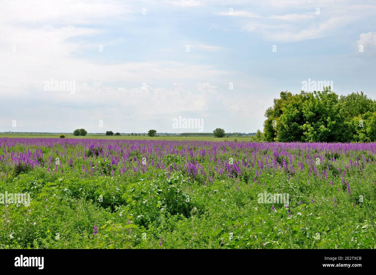 Landscape of an field with green grass and purple salvia flowers and cloudy sky background Stock Photo